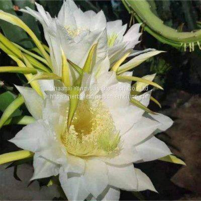 Dragon fruit flower extract 10:1, Pitaya flower extract, Hylocereus undatus flower Extract, Pitahaya flower extract, Yongyuan Bio