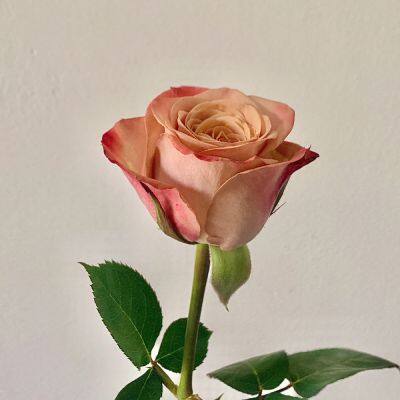 Cappuccino Rose Wholesale Price Flower Fresh Cut Roses Party and Wedding Decoration Rose photo-2