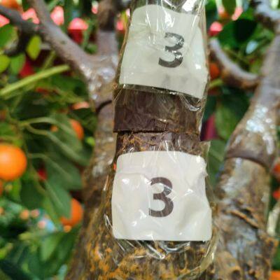 Commercial Grade Fake Tangerine Tree - 2.5M Lifelike Evergreen for Hotel Lobby & Resort, Fire Retardant photo-2