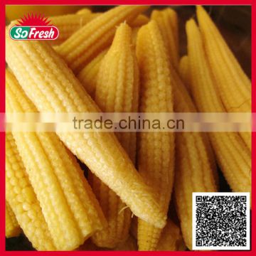 Newly crop wholesale about canned whole baby corn in brine