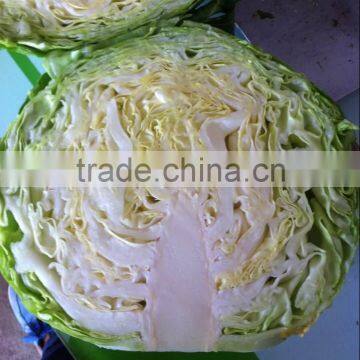 Fresh Chinese Cabbage