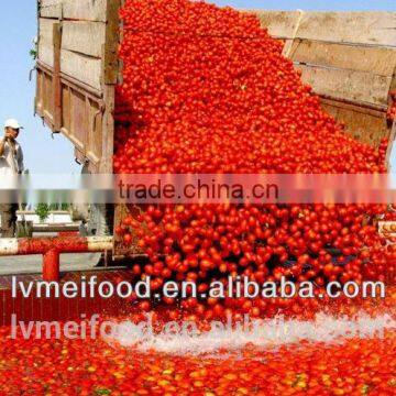 Bulk Tomato Paste in Drum