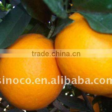 Fresh Navel Orange Packing in 15kg Carton