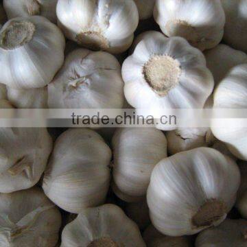 2011 chinese fresh white garlic (happy new year)