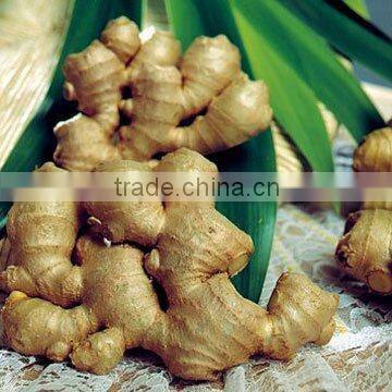 Chinesereenfarm Fresh Yellow Color Ginger