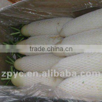 Chinese white fresh radish