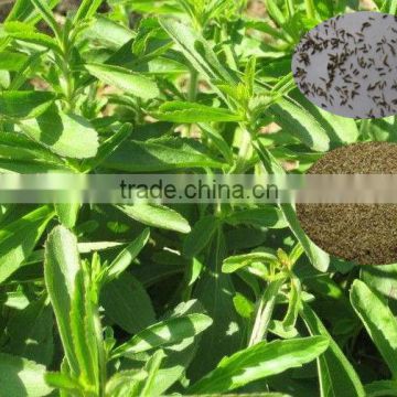 Hybrid F1 Stevia Seeds/Seeds Stevia/Stevia Rebaudiana Seed For Cultivating With High Germination For Sale