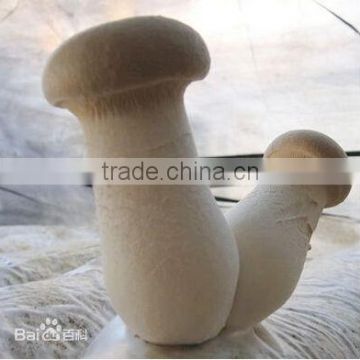 Fresh pleurotus eryngii/ Agaricus campestris with ISO, HACCP and GAP certification