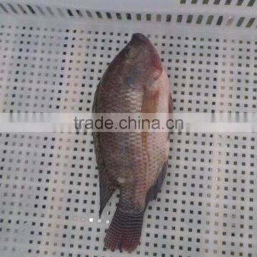 Frozen Tilapia WR photo-2