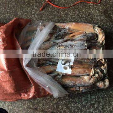Frozen Squid(loligo Squid,frozen Fish) photo-4