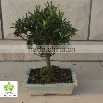 Podocarpus macrophyllus