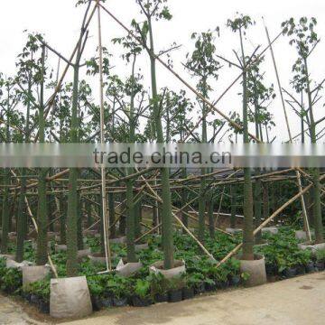 Chorisia speciosa landscaping tree