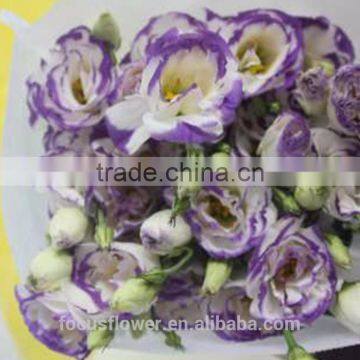 Factory Direct Purple Ring Fresh Cut Eustomas Wholesale