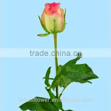 High Quality Red Velvet Fresh Cut Foliage Glass Love Roses Hopeshow With 20stems/bundle From Kunmming photo-5