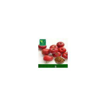 Hawthorn Berry Extract