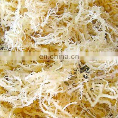 100% Organic Dried Cottonii Seaweed From Viet Nam photo-3