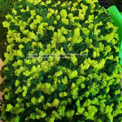 2021 New Architectural Natural Moss Wall Decoration Diy