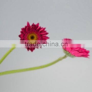 Fashionable Purple Petal cut flower gerbera with variety colors