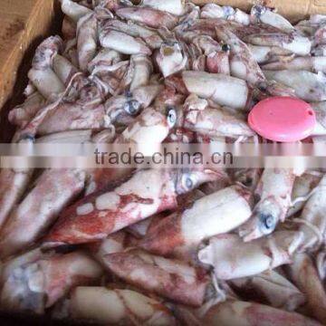 Frozen squid ( sleeve-fish ) whole round loligo squid