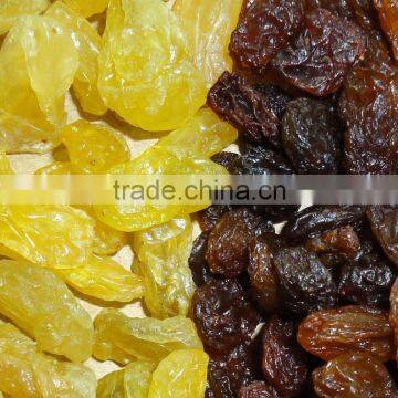 Golden Raisin Yellow Raisin Green Raisin photo-4