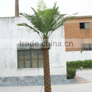 Small Date palm tree