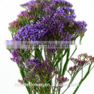 china supplier fresh cut purple star flowers for decoration