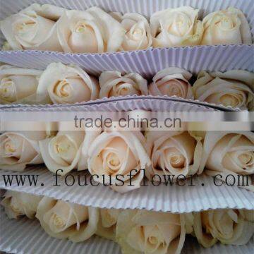 Reasonable Price Loose Rose Cut Diamonds Fresh Cut Roses From Yunnan, China