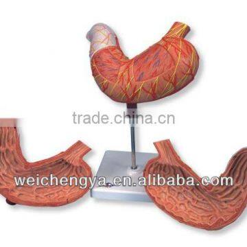 Aatomical /Digestive Stomach Model