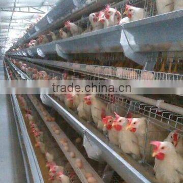 Low cost chicken layer cages