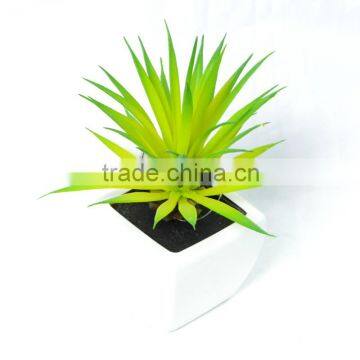 15cm Attractive Succulent in Fresh Green in Ceramic Pot