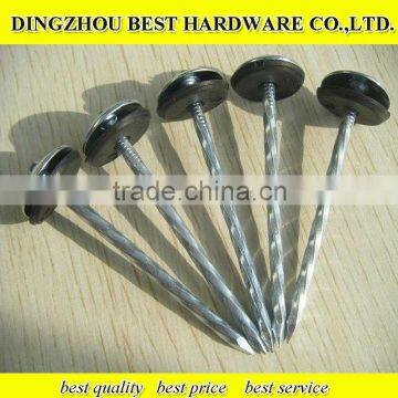 Umbrella galvanized twist shank roofing nails