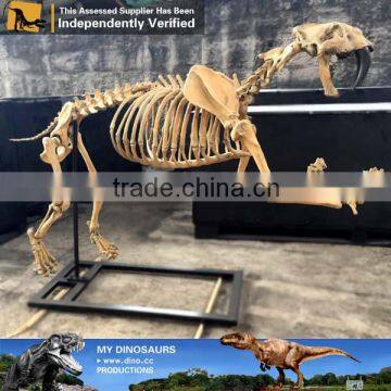 MY Dino-C077 Life Size Dog Skeleton for Decoration photo-2