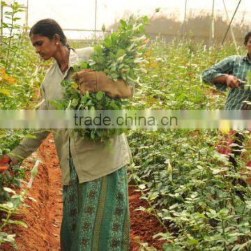 Fresh Cut Roses photo-3