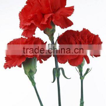 red carnation