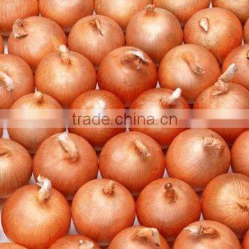 Fresh yellow onion in 10kg mesh bag package.MOQ:1X40FCL.