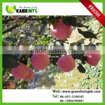 fresh kashmir apple fruit