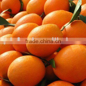 new navel orange