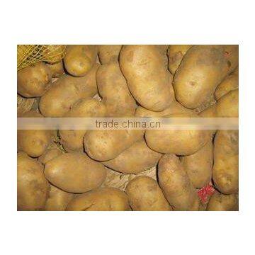 Chinese Fresh Potato