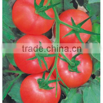 World Top Quality TY Virus Resistance Heat Tolerant Red Pink Hybrid Tomato Seeds For Sale-Sky Fortune 363