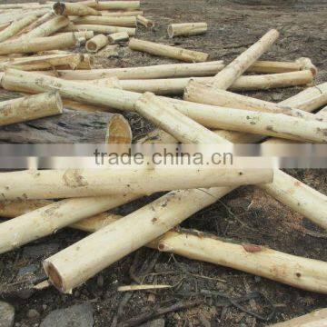 Viet Nam high quality acacia logs! best price! for construction and furniture.