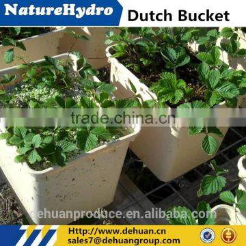 dutch bucket hydroponic growing systems greenhouse