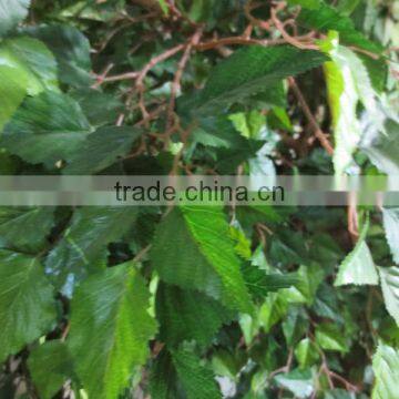 Whole Sale Artificial Birch Tree for Decoration photo-2