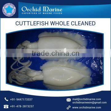 Individually Quick Frozen Cuttlefish Whole Cleaned