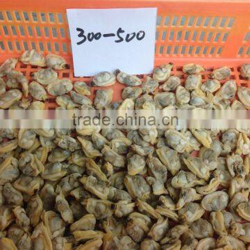 High Quality Frozen Short Necked Clam Meat photo-2