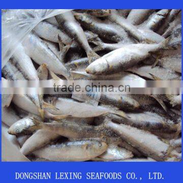 Fresh Frozen Sardines On Sale