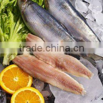 frozen fish herring fillet seafood