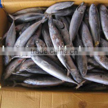 frozen seafood bonito 200-300g(Auxis thazard)New arrival W/R for can