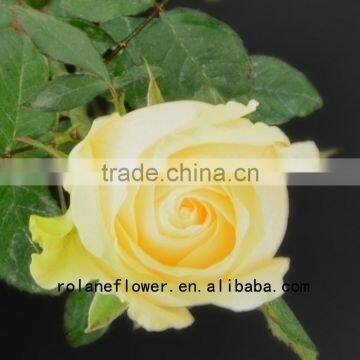 Beautiful foliage for flower arrangements black rose bushes for sale peach avalanche rose in good quality from kunming