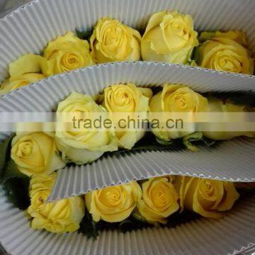 Air clean desert roses kenya flowers exporters fresh cut flowers with 20 stems/bundle