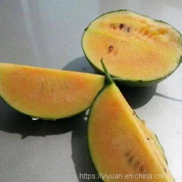 Watermelon F1 Hybrid Sweet Melon Seeds Fruit Seeds No.89 photo-3
